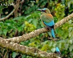 Momoto (Eumomota superciliosa)