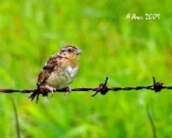 Grasshopper Sparrow (Ammodramus savannarum)