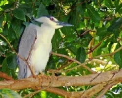 Black-crowned Night-Heron 