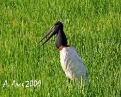 Jabiru (Jabiru mycteria)