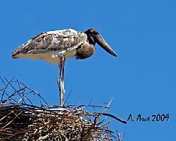 Jabiru mycteria