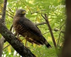 Roadside Hawk (Buteo magnirostris)