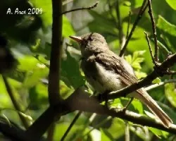 Flycatcher