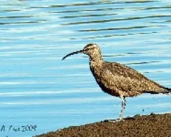 Whimbrel (Numenius phaeopus)