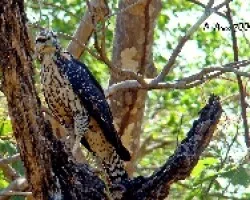 Great Black-Hawk (Buteogallus urubitinga)