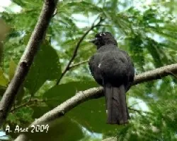 Trogon melanocephalus