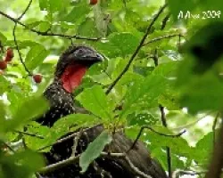 Crested Guan (Penelope purpurascenss)