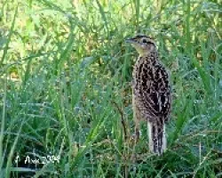Eastern Meadowlark (Sturnella magna)