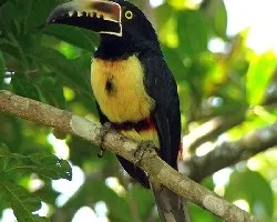 Collared Aracari (Pteroglossus torquatus)