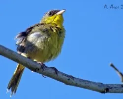 Gray-crowned Yellowthroat Juvenile (Geothlypis poliocephala)
