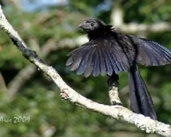 Groove-billed Ani ( Crotophaga sulcirostris)