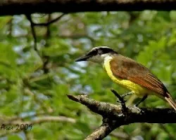 Great Kiskadee (Pitangus sulphuratus)