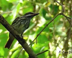 Streaked Flycatcher (Myiodynastes maculatus)