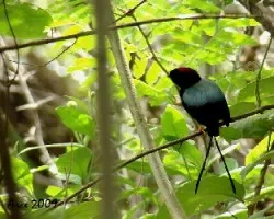 Chiroxiphia linearis