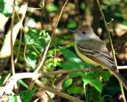 Flycatcher (Myiarchus sp.)