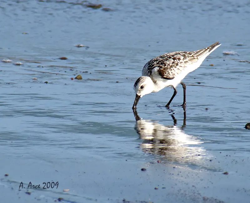 Playa Panama, Guanacaste