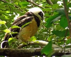 Spectacled Owl (Pulsatrix perspicillata)