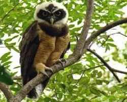Spectacled Owl (Pulsatrix perspicillata)