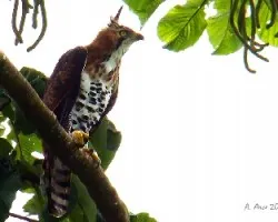 Spizaetus ornatus