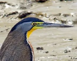 Bare-throated Tiger-Heron (Tigrisoma mexicanum)