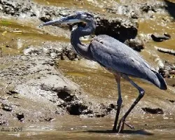 Great Blue Heron (Ardea herodias)