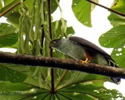 Bicolored Hawk (Accipiter bicolor)