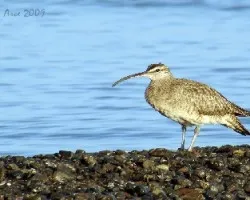 Whimbrel (Numenius phaeopus)