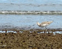 Willet (Tringa semipalmata)