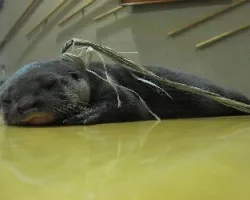 nutria bebe 1