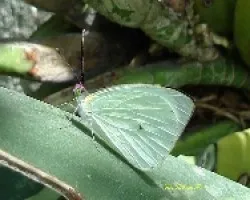 Mariposa ??
