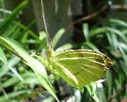 Mariposa??