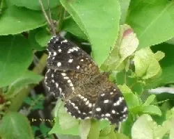 Mariposa ??