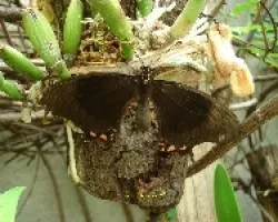 Mariposa negra