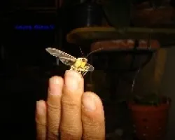 Polilla ???