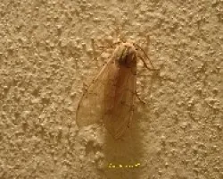 Polilla