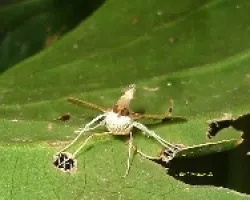 Polilla