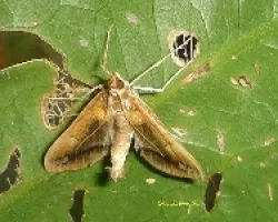 Polilla