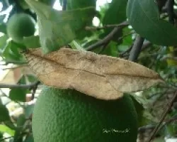 Polilla en naranja