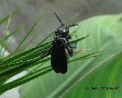 Avispa