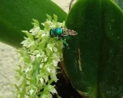 Abeja Euglossine