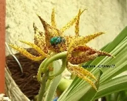 Euglosa y Mormodes