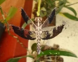 Libelulas