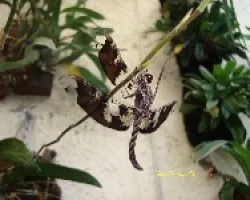 Libelulas