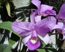 Cattleya  skinneri