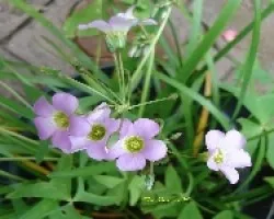 Flor de Trebol