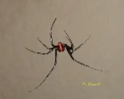 Viuda negra