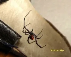 Viuda negra
