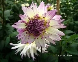 Dalias