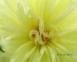 Dalia