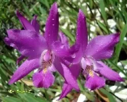 Laelia gouldiana